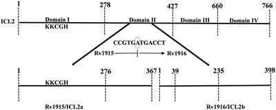 Truncation of C-Terminal Intrinsically Disordered Region of Mycobacterial Rv1915 Facilitates Production of “Difficult-to-Purify” Recombinant Drug Target